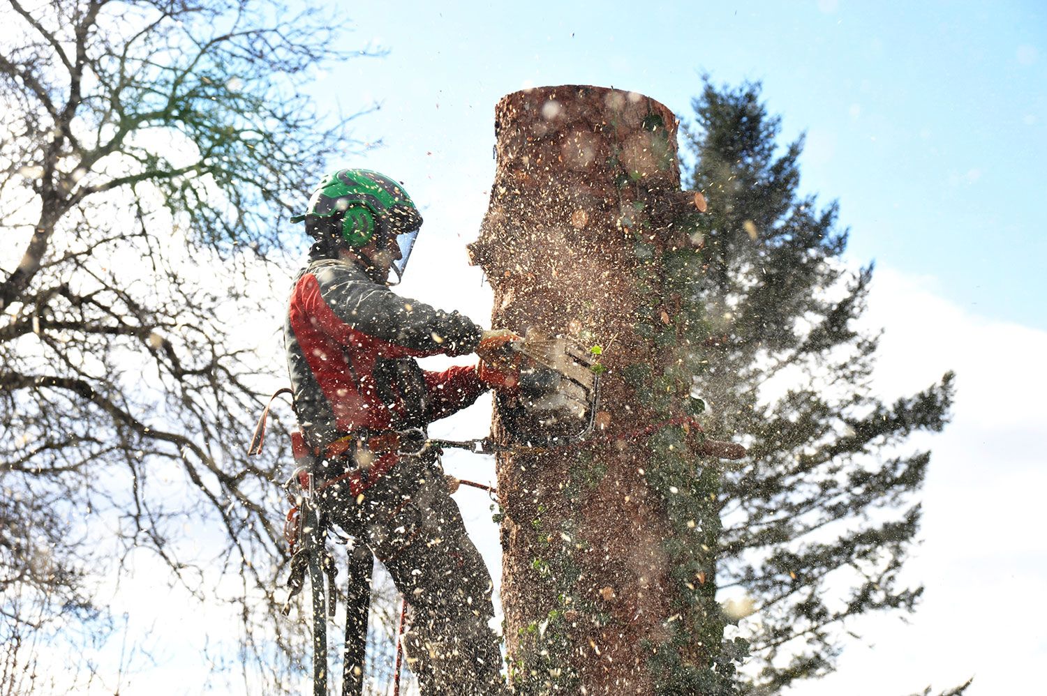 Ein Mitarbeiter sägt an einem Baum
